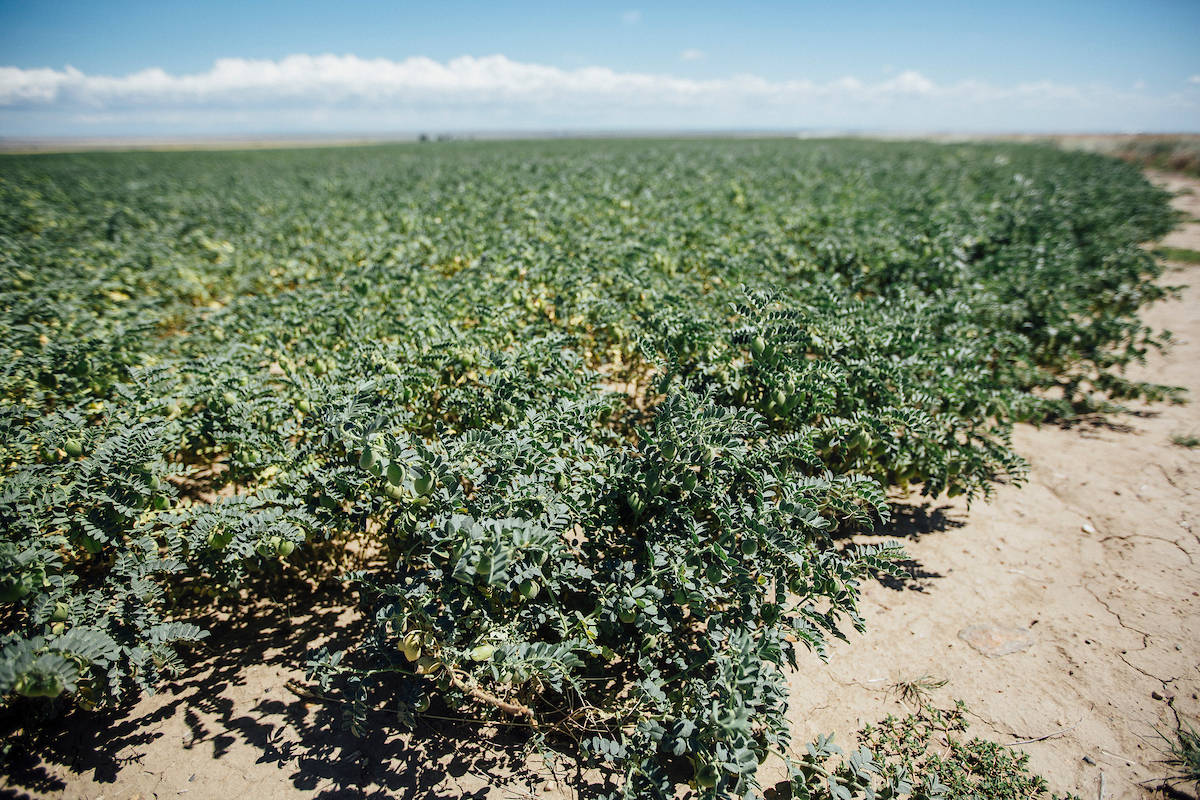 field of chickpeas