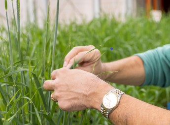 hands in barley