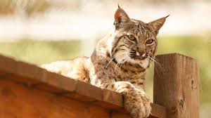wild bobcat sitting on bridge